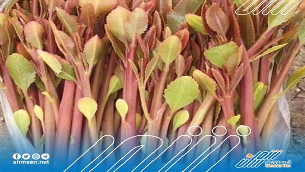 انتشار غير مسبوق لمتعاطي مخدر القات في محافظة حضرموت