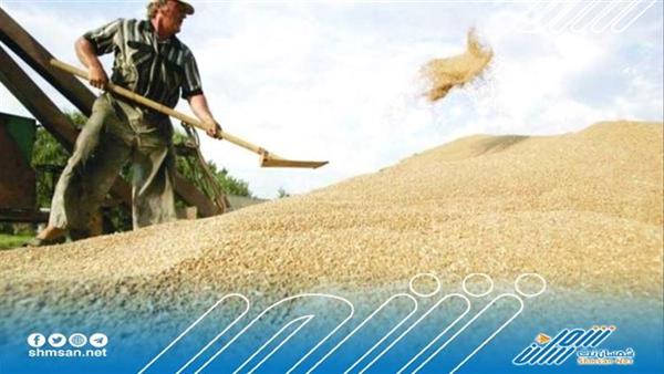 اليمن تدرج دولة جديدة لاستيراد القمح