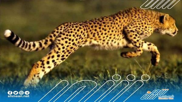 إصابة 15 شخصاً إثر مهاجمتهم من قبل فهد هارب بالهند