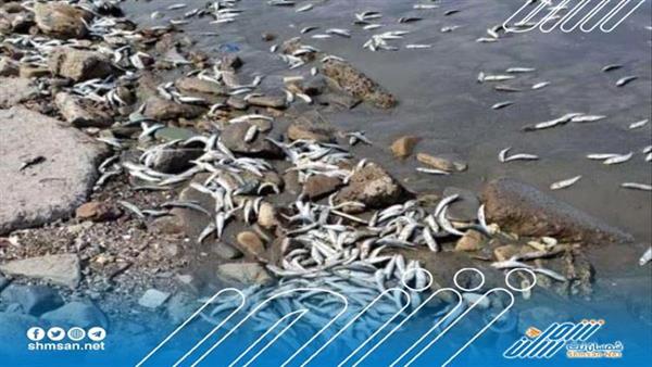 نفوق كميات كبيرة من الأسماك على سواحل عدن