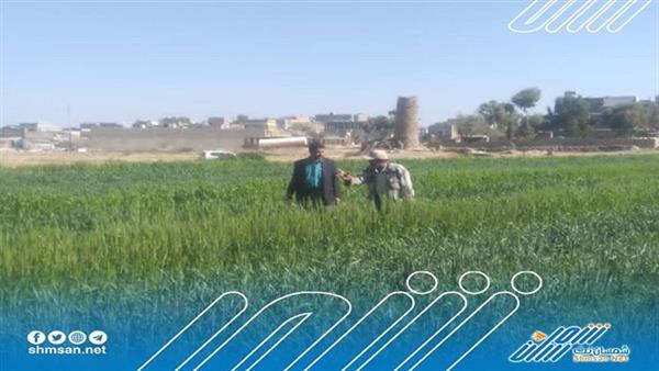 مدير عام الحد يافع لحج يقوم بزيارة تفقدية لمشروع تجربة زراعة اصناف القمح بالمديرية