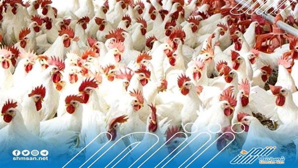 ارتفاع جنوني لأسعار الدجاج في صنعاء 