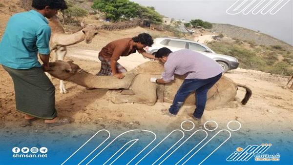حملة لعلاج الثروة الحيوانية بحوف المهرة