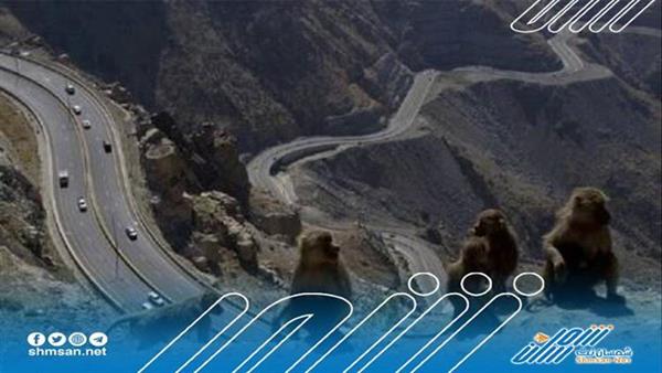 قلق بسبب قرود البابون في السعودية والسلطات تصدر توجيها جديدا للمواطنين 
