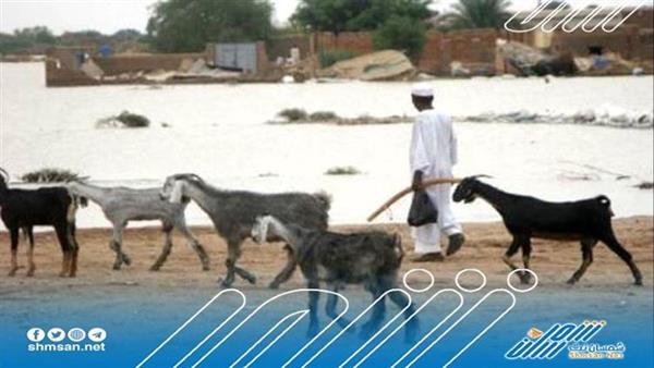 أغرب من الخيال.. راعي أغنام يصبح مليونيرا في لحظة..!