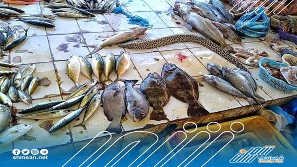 اعلامي يوجه رسالة للمحافظين: هكذا نستطيع مواجهة غلاء أسعار الأسماك