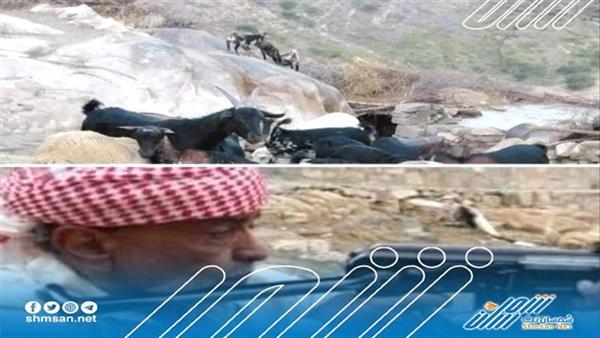 كلاب ضالة تهاجم الاغنام في المراعي والحظائر بيافع كلد