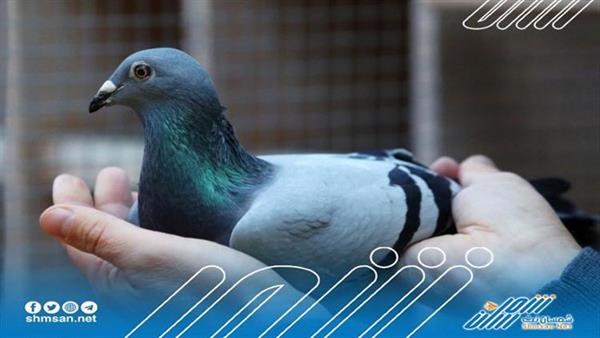 فضيحة: السلطات تقبض على حمامة تهرّب المخدرات