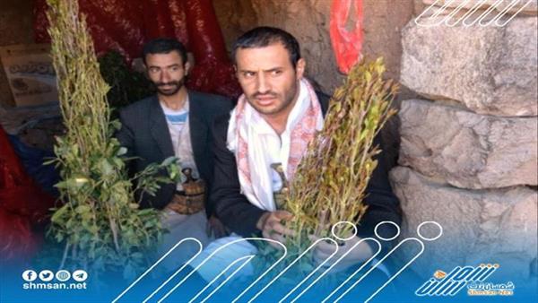 مادة خاصة: الحشيش الأخضر