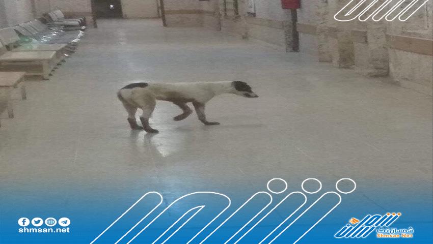 كلاب ضالة تتجول في أحد المستشفيات الحكومية بمحافظة أبين 