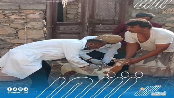 مكتب الزراعة بحوف يدشن حملة التطعيم البيطريةضد وباء المجترات الصغيرة للاغنام
