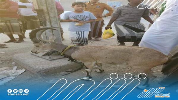 وعل يعرض للبيع في حضرموت و صاحبه يرفض بيعه بمبلغ 2800 ريال سعودي 