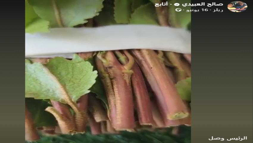 بيان : تحذيرات من ظاهرة خطيرة تهدد الجنوب وعدن.. ناشطون يروّجون لشجرة القات عبر مواقع التواصل
